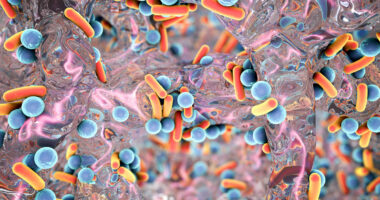Probiotic BL-11