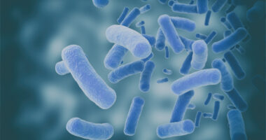 gut bacteria in PWS