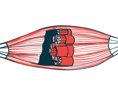 An illustration shows the inner workings of a human muscle.