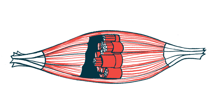 An illustration shows the inner workings of a human muscle.